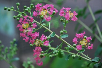 Lagerstroemia indica - pukol indický - pučící květenství